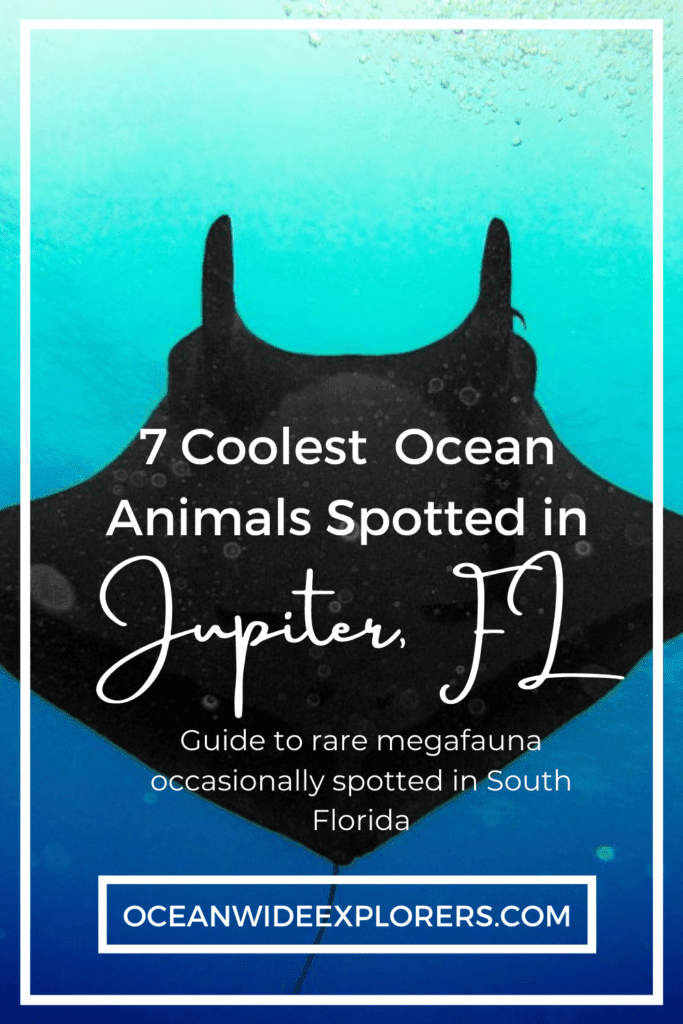 7 Coolest Ocean Animals Spotted in Jupiter, FL (1)