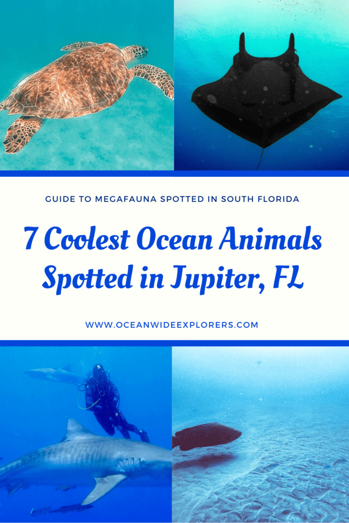 7 Incredible Marine Animals Spotted in Jupiter, FL - OceanWide Explorers
