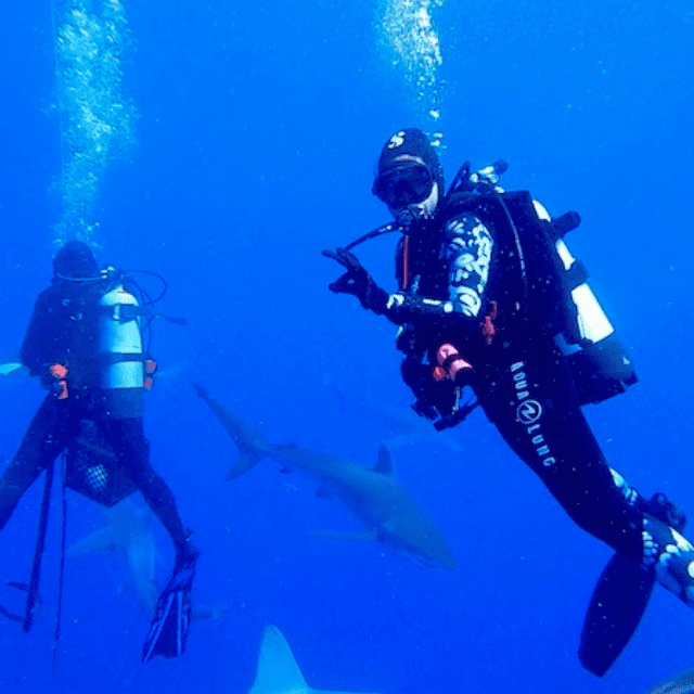 best dives in jupiter fl cover photo