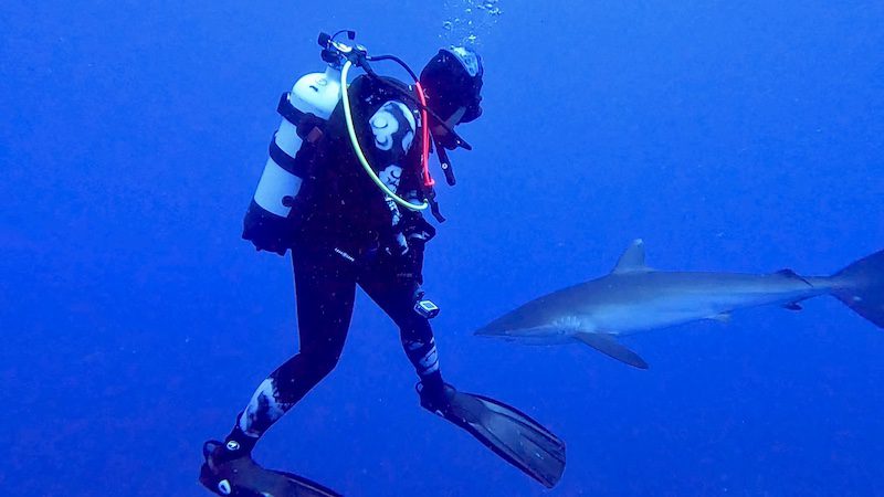 diver looking at shark while shark diving in jupiter