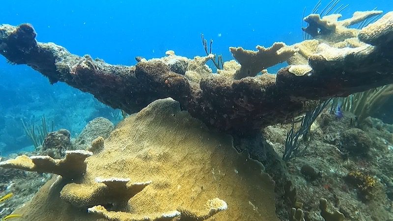 elkhorn coral in st thomas