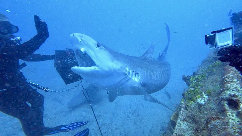 feeding jupiter shark diving