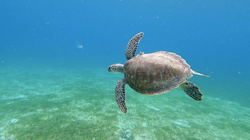 green sea turtle while snorkeling in st thomas usvi