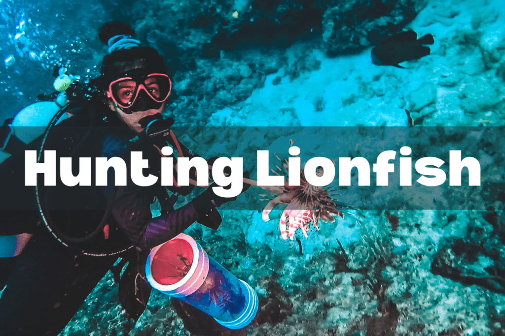 hunting lionfish image