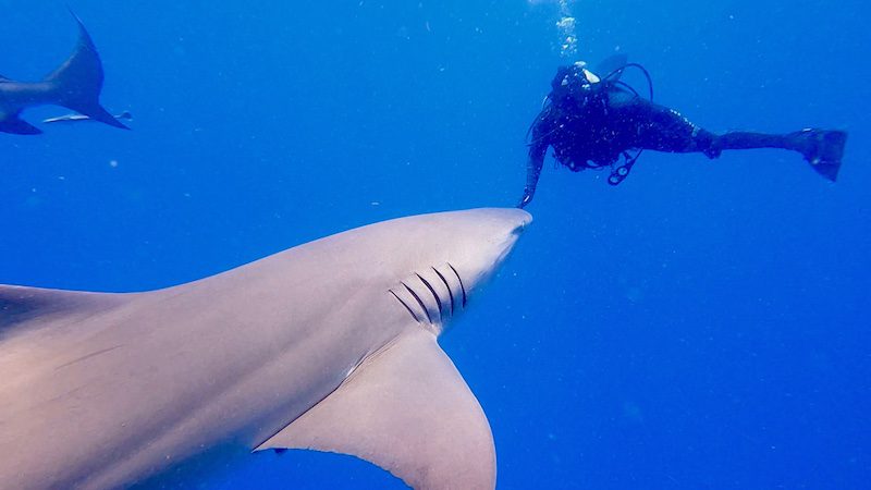 lemon shark and scuba diver in jupiter fl