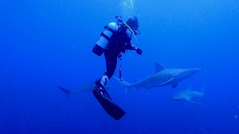 looking at sharks while shark diving in jupiter florida