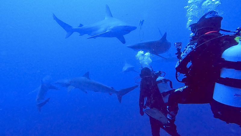 scuba diver looking at sharks while scuba diving in jupiter florida