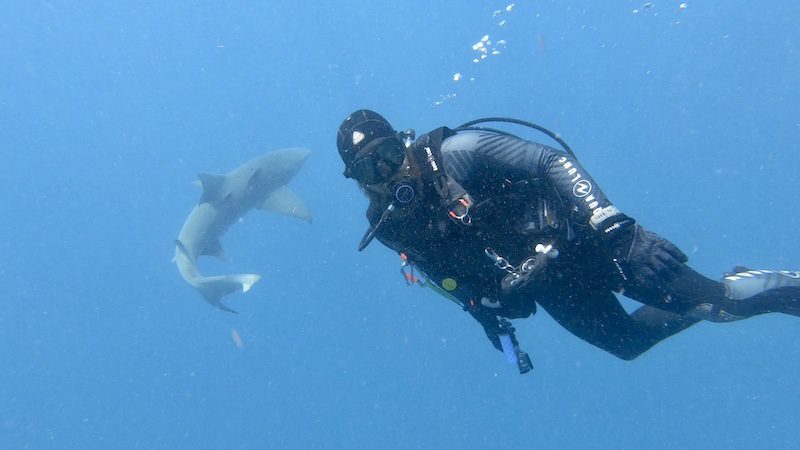 scuba diver with lemon shark jupiter florida