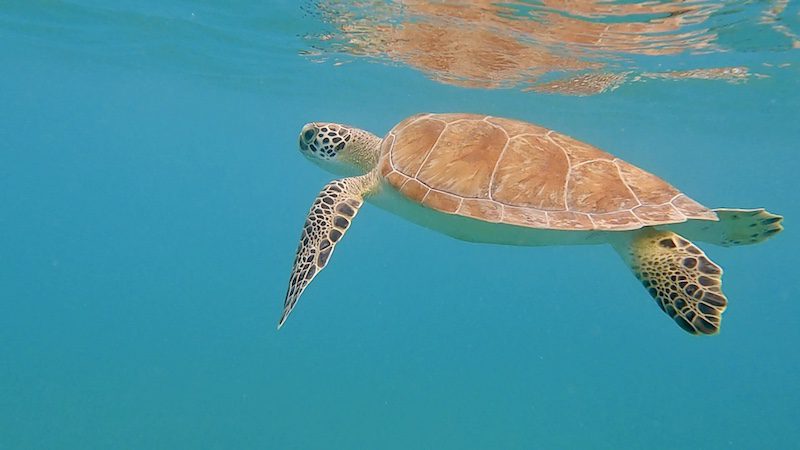 sea turtle on surface in magens bay usvi