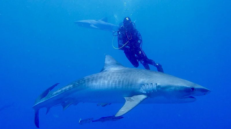 shark diving in jupiter fl