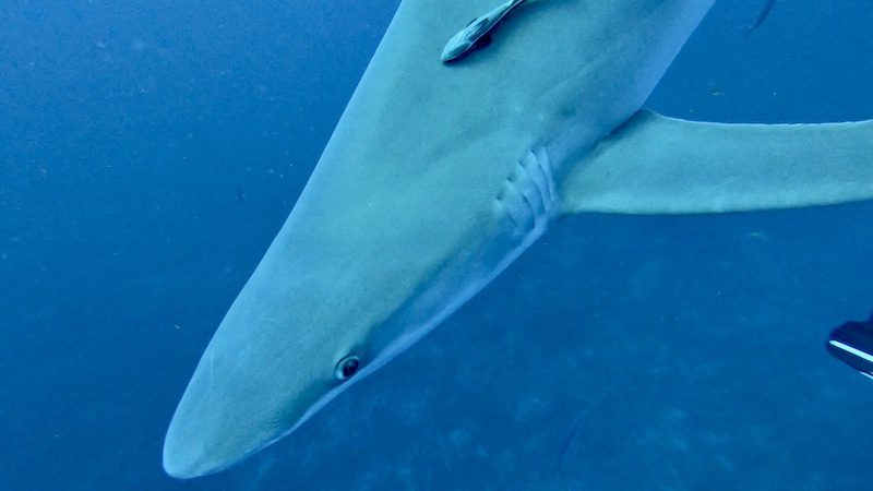 shark on drift dive in jupiter florida