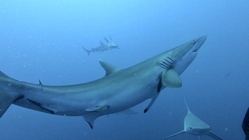 shark while shark diving in jupiter florida