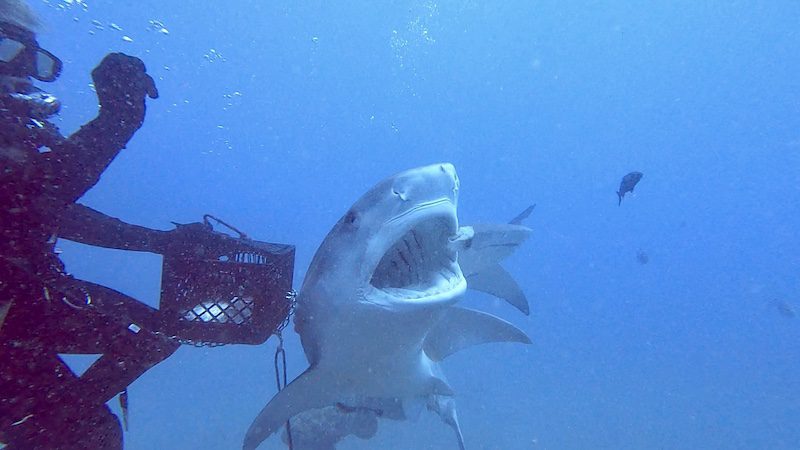 tiger shark eating jupiter shark diving