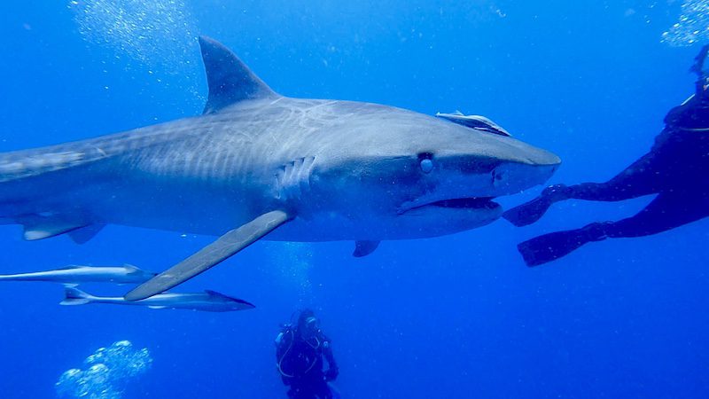 tiger shark in jupiter while shark diving in florida