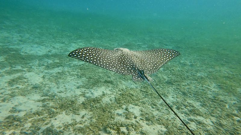 brewers bay beach spotted eagle ray while snorkeling
