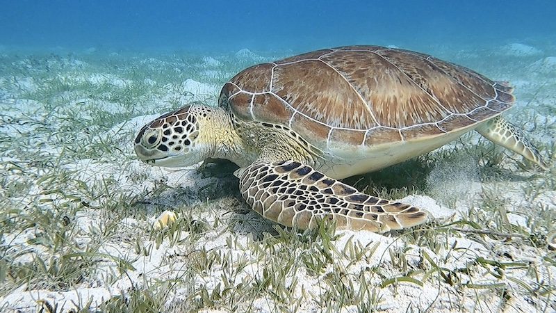 green sea turtle snorkeling salt pond bay st john usvi