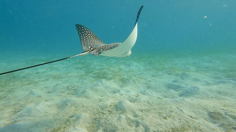 spotted eagle ray at brewers bay beach st thomas usvi