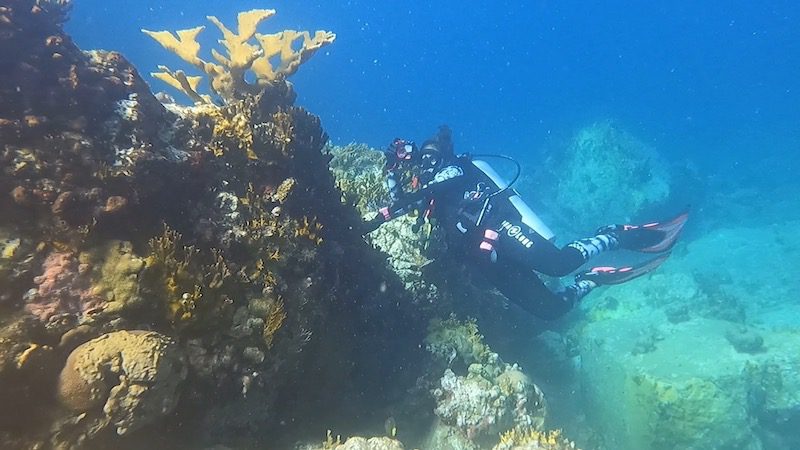 woman scuba diver taking photos underwater with tg 6 of elkhorn coral