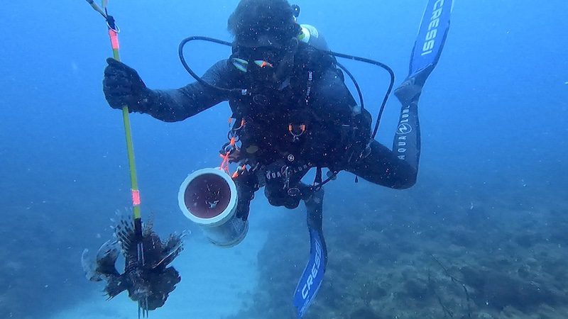 diver putting lionfish in zookeeper while scuba diving northside of st thomas usvi