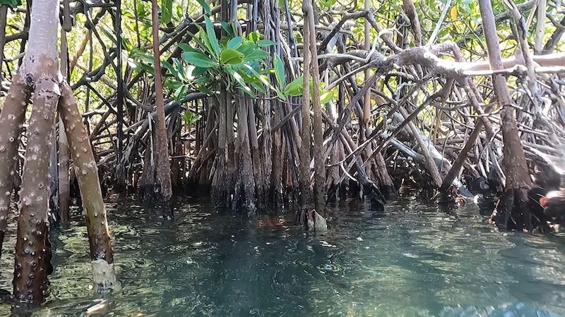 mangrove roots in hurricane hole st john usvi