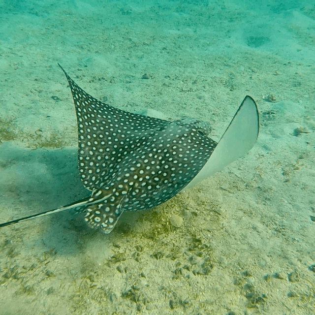 spotted eagle ray in brewers bay st thomas usvi