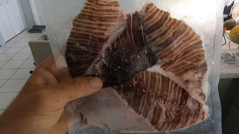vacuum sealed lionfish after dive in st thomas usvi