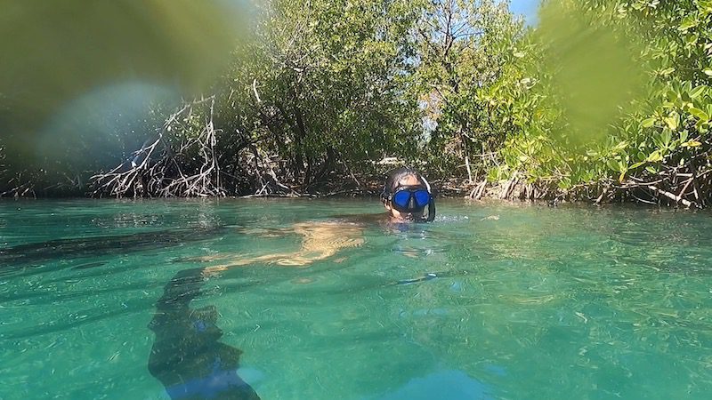 woman snorkeling in hurricane hole st john usvi coral bay mangroves