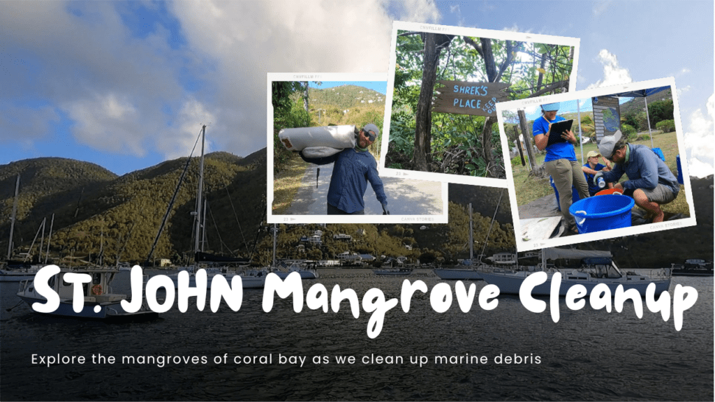 St. John mangrove cleanup YT thumbnail