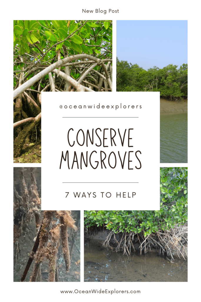 conserve mangrove ecosystems pins