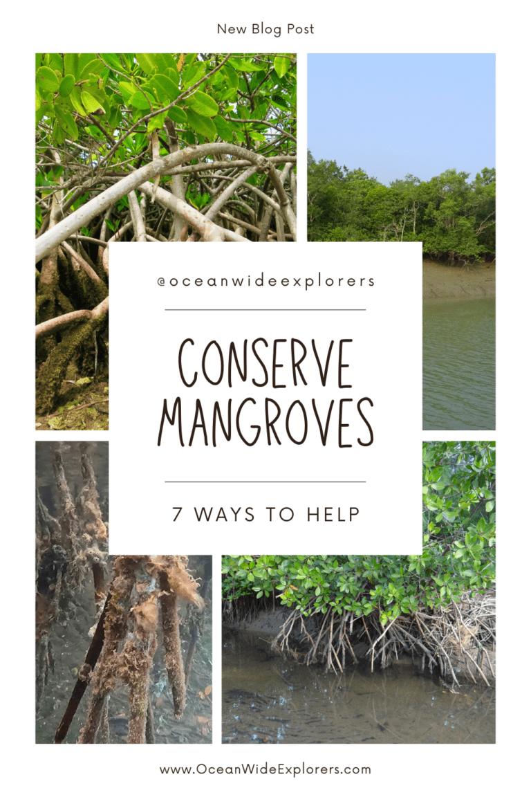 7 Helpful Ways To Conserve Mangrove Ecosystems