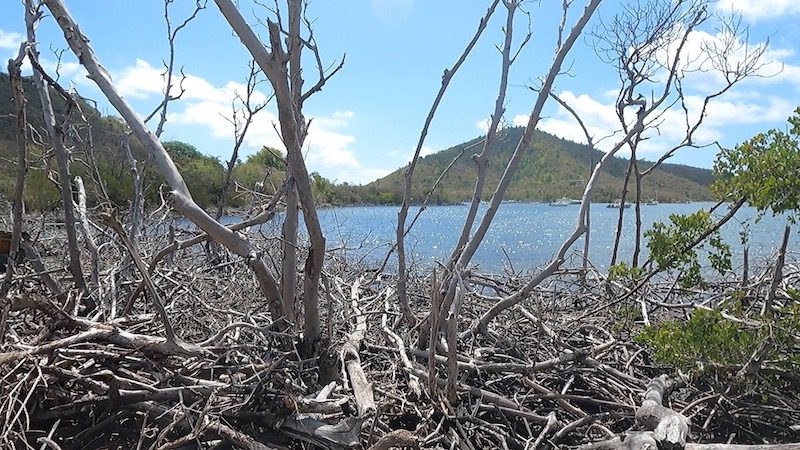 dead mangroves in coral bay st john usvi
