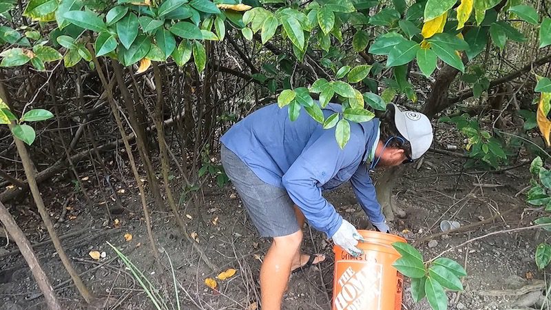 man cleaning the mangroves surrounding st john usv