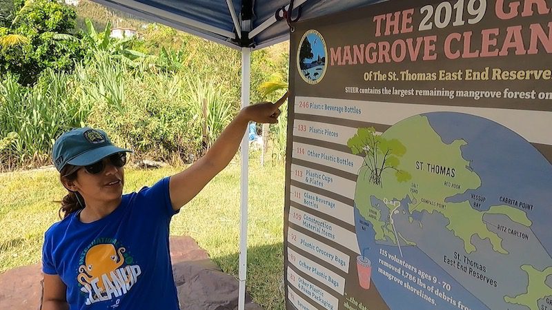 removing plastic in for great mangrove cleanup in us virgin islands