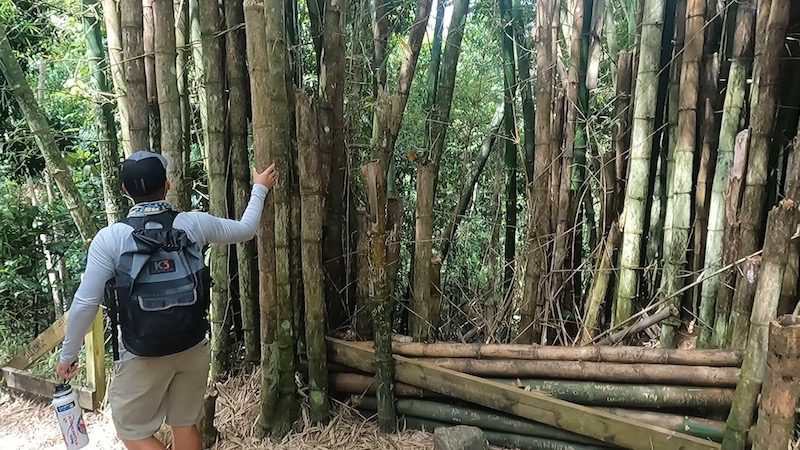 man looking at bamboo angelito trail