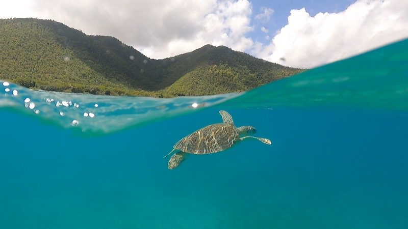 snorkeling with a sea turtle in maho bay st john usvi