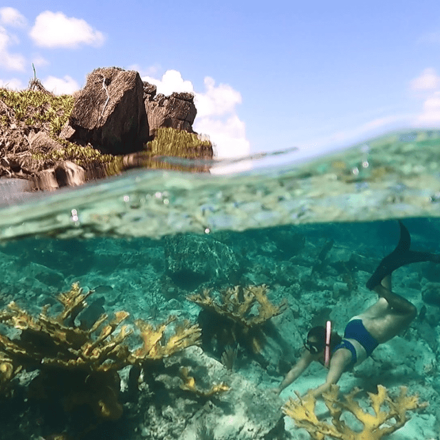best snorkeling in st thomas usvi featured image
