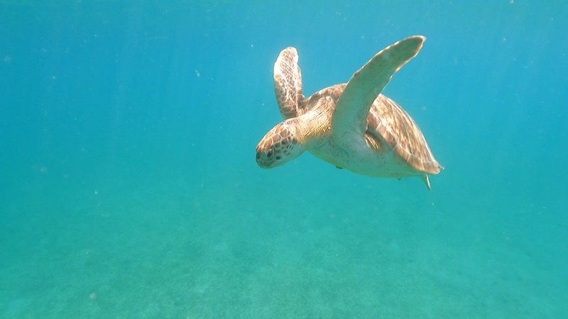 green sea turtle best snorkeling in st thomas usvi